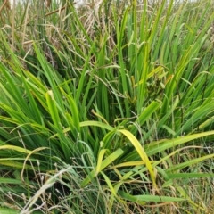 Unidentified Lily or Iris at Yarralumla, ACT - 20 Mar 2024 by Mike