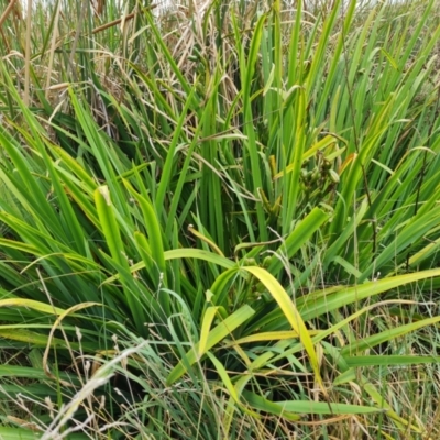 Unidentified Lily or Iris at Yarralumla, ACT - 20 Mar 2024 by Mike