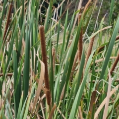 Typha orientalis (Broad-leaved Cumbumgi) at Yarralumla, ACT - 20 Mar 2024 by Mike