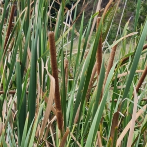 Typha orientalis at Lake Burley Griffin West - 20 Mar 2024