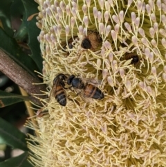 Apis mellifera at ANBG - 19 Mar 2024