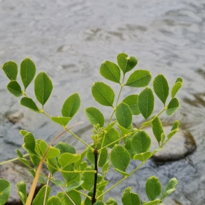 Fraxinus sp. (An Ash) at Lake Burley Griffin West - 20 Mar 2024 by Mike