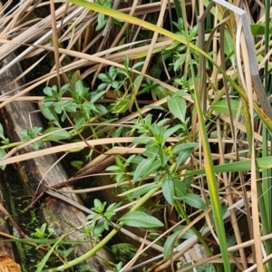 Ludwigia peploides subsp. montevidensis at Yarralumla, ACT - 20 Mar 2024