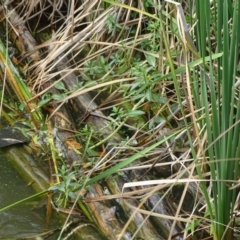 Ludwigia peploides subsp. montevidensis at Yarralumla, ACT - 20 Mar 2024