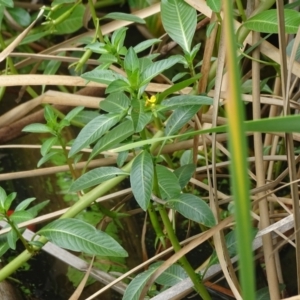 Ludwigia peploides subsp. montevidensis at Yarralumla, ACT - 20 Mar 2024