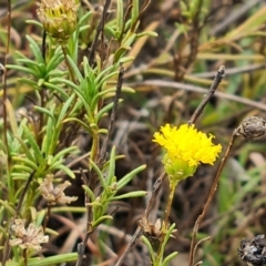 Rutidosis leptorhynchoides (Button Wrinklewort) at Yarralumla, ACT - 20 Mar 2024 by Mike