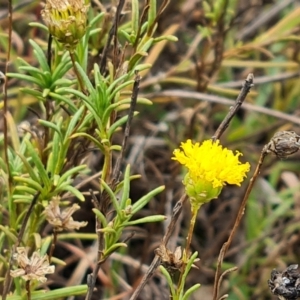 Rutidosis leptorhynchoides at Attunga Point - 20 Mar 2024