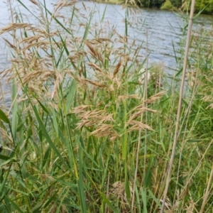 Phragmites australis at Yarralumla, ACT - 20 Mar 2024