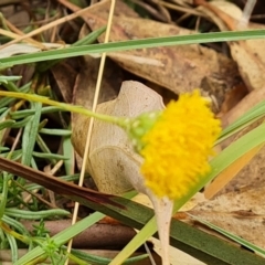 Rutidosis leptorhynchoides (Button Wrinklewort) at Yarralumla, ACT - 20 Mar 2024 by Mike