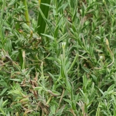 Epilobium hirtigerum at Yarralumla, ACT - 20 Mar 2024