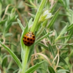 Harmonia conformis (Common Spotted Ladybird) at Canberra, ACT - 20 Mar 2024 by Mike