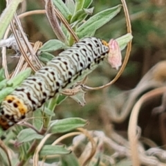 Agaristinae (subfamily) (A Day-Flying Moth) at Yarralumla, ACT - 20 Mar 2024 by Mike