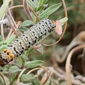 Agaristinae (subfamily) at Yarralumla, ACT - 20 Mar 2024