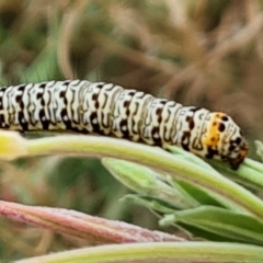 Agaristinae (subfamily) at Yarralumla, ACT - 20 Mar 2024