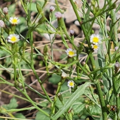 Symphyotrichum subulatum (Wild Aster, Bushy Starwort) at Blue Gum Point to Attunga Bay - 20 Mar 2024 by Mike