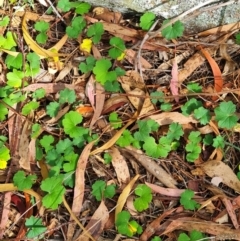 Hydrocotyle laxiflora (Stinking Pennywort) at Flynn, ACT - 18 Mar 2024 by WalkYonder