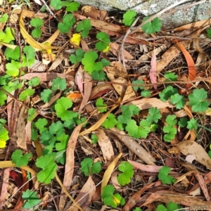 Hydrocotyle laxiflora at Mount Rogers - 19 Mar 2024 10:13 AM