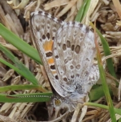 Lucia limbaria (Chequered Copper) at Symonston, ACT - 20 Mar 2024 by RobParnell