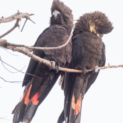 Calyptorhynchus lathami lathami (Glossy Black-Cockatoo) at Bargara, QLD - 6 Aug 2020 by Petesteamer