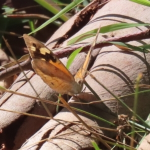 Heteronympha merope at Gigerline Nature Reserve - 19 Mar 2024 12:46 PM