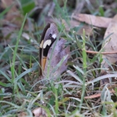 Heteronympha merope at Gigerline Nature Reserve - 19 Mar 2024 12:46 PM