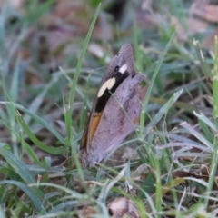 Heteronympha merope at Gigerline Nature Reserve - 19 Mar 2024 12:46 PM