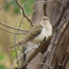 Chrysococcyx basalis (Horsfield's Bronze-Cuckoo) at Symonston, ACT - 20 Mar 2024 by RobParnell