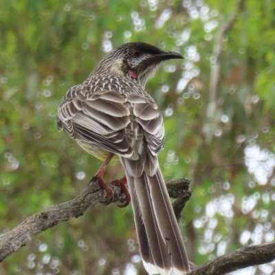 Anthochaera carunculata (Red Wattlebird) at Callum Brae - 20 Mar 2024 by RobParnell