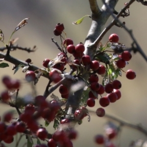 Crataegus monogyna at Gigerline Nature Reserve - 19 Mar 2024