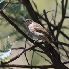 Caligavis chrysops (Yellow-faced Honeyeater) at Tharwa, ACT - 19 Mar 2024 by RodDeb