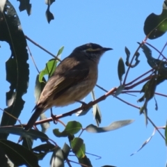 Caligavis chrysops at Gigerline Nature Reserve - 19 Mar 2024