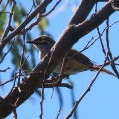 Caligavis chrysops at Gigerline Nature Reserve - 19 Mar 2024