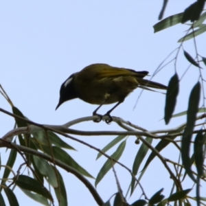 Nesoptilotis leucotis at Gigerline Nature Reserve - 19 Mar 2024 12:12 PM