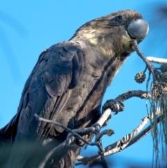 Calyptorhynchus lathami lathami (Glossy Black-Cockatoo) at Coral Cove, QLD - 10 Aug 2020 by Petesteamer