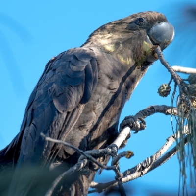 Calyptorhynchus lathami (Glossy Black-Cockatoo) at Coral Cove, QLD - 10 Aug 2020 by Petesteamer