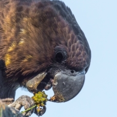 Calyptorhynchus lathami lathami at Coral Cove, QLD - 10 Aug 2020