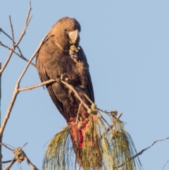 Calyptorhynchus lathami lathami at Coral Cove, QLD - suppressed