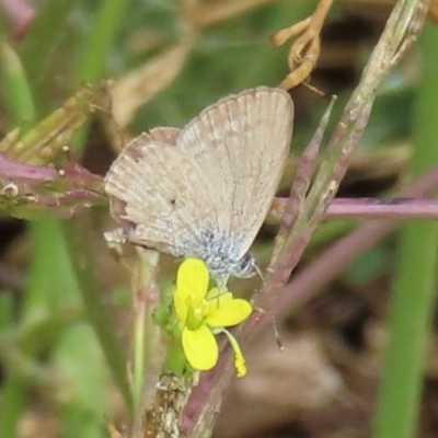 Zizina otis (Common Grass-Blue) at Callum Brae - 20 Mar 2024 by RobParnell