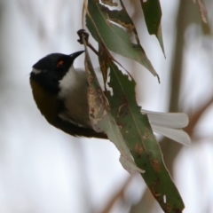 Melithreptus lunatus (White-naped Honeyeater) at Gigerline Nature Reserve - 19 Mar 2024 by RodDeb