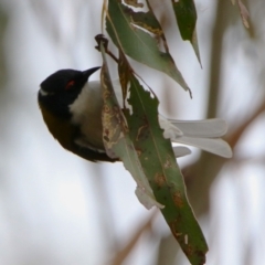 Melithreptus lunatus at Gigerline Nature Reserve - 19 Mar 2024