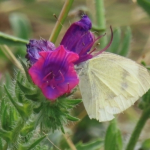 Pieris rapae at Callum Brae - 20 Mar 2024 11:29 AM