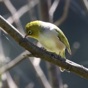 Zosterops lateralis at Gigerline Nature Reserve - 19 Mar 2024 12:23 PM