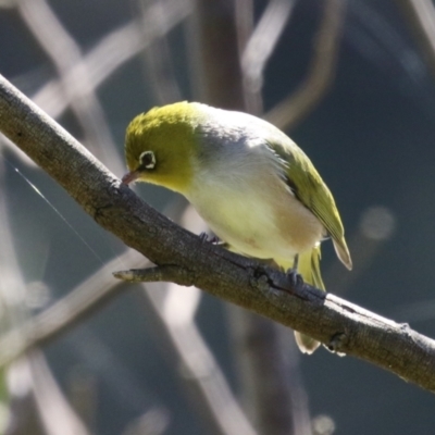 Zosterops lateralis (Silvereye) at Tharwa, ACT - 19 Mar 2024 by RodDeb