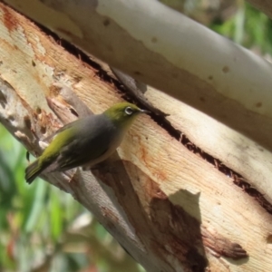 Zosterops lateralis at Gigerline Nature Reserve - 19 Mar 2024 12:23 PM