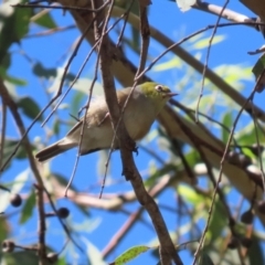 Zosterops lateralis at Gigerline Nature Reserve - 19 Mar 2024 12:23 PM