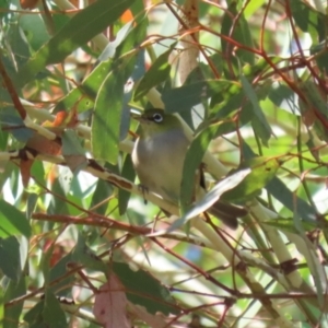 Zosterops lateralis at Gigerline Nature Reserve - 19 Mar 2024 12:23 PM