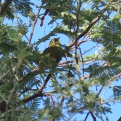 Zosterops lateralis at Gigerline Nature Reserve - 19 Mar 2024