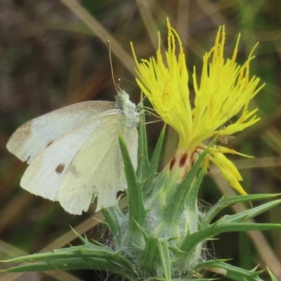 Pieris rapae (Cabbage White) at Callum Brae - 20 Mar 2024 by RobParnell