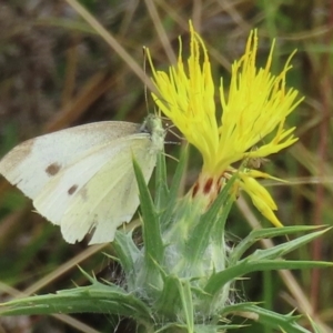 Pieris rapae at Callum Brae - 20 Mar 2024