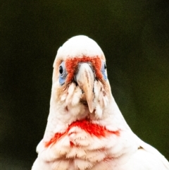 Cacatua tenuirostris (Long-billed Corella) at Drouin, VIC - 10 Jan 2024 by Petesteamer